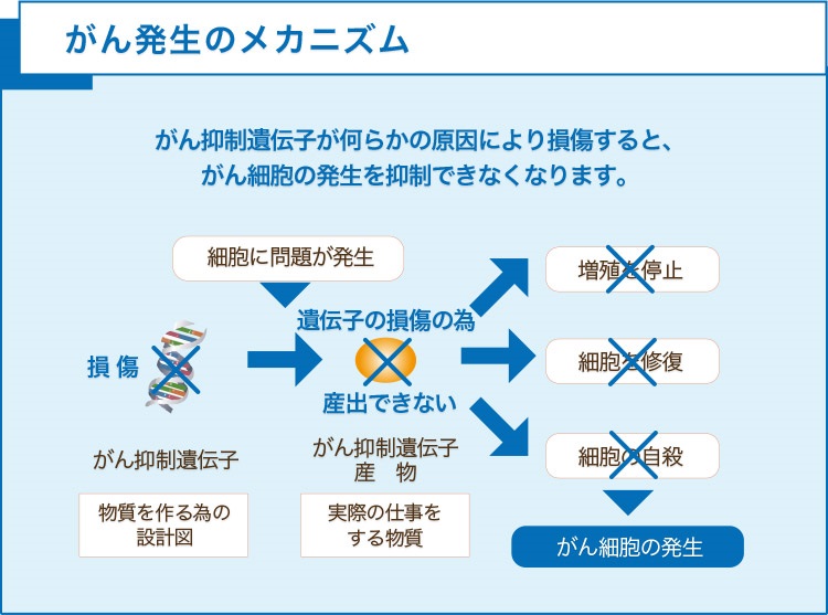 腫瘍抑制遺伝子とは何ですか?