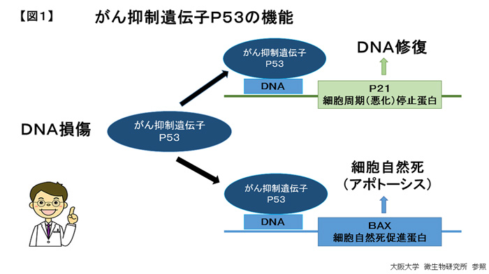 遺伝子の司令塔の「p53遺伝子」